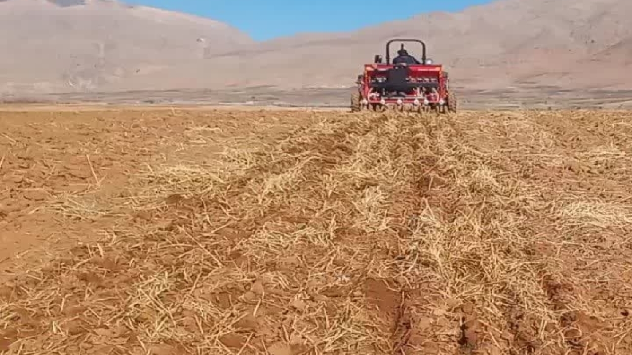 کشت گلرنگ در راستای اجرای برنامه الگوی کشت شهرستان اردل