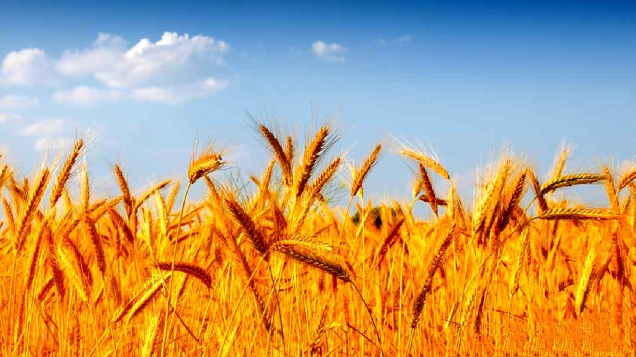 اجرای ۸۶ هکتار کشت قراردادی گندم در یزد