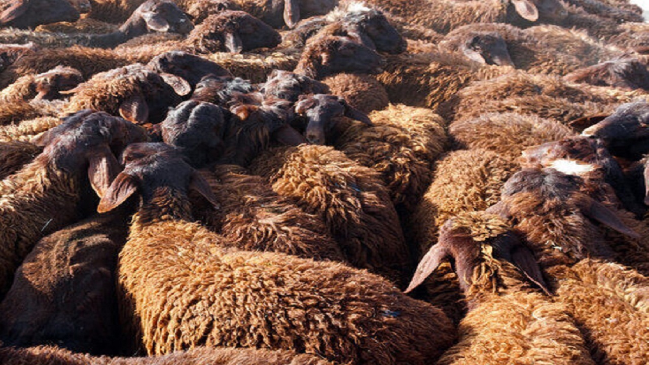 ۳۹۹ راس دام قاچاق در مانه‌وسملقان خراسان‌شمالی کشف شد