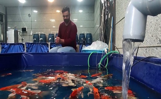 تولید ماهی زینتی به همت جوانِ کارآفرین شهرضایی + فیلم