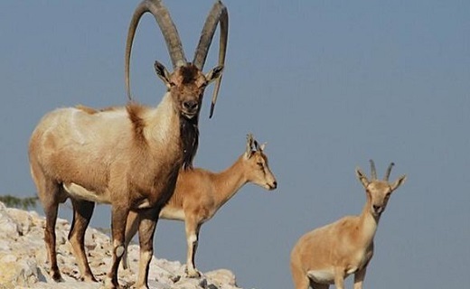 کمبود محیط بان در ذخیره گاه بیوسفری جهان/ زخم&zwnj;هایی که ماندگار است