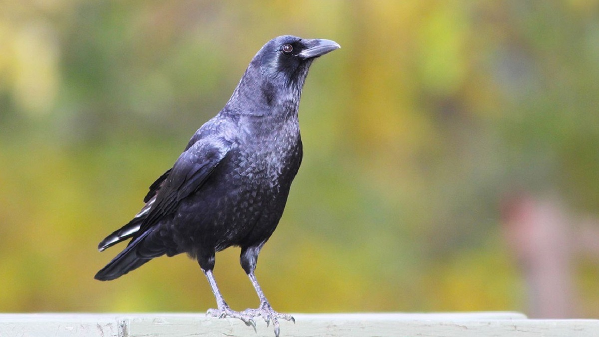 دفاع یک اردک از جوجه‌هایش در مقابل حمله کلاغ‌ها + فیلم