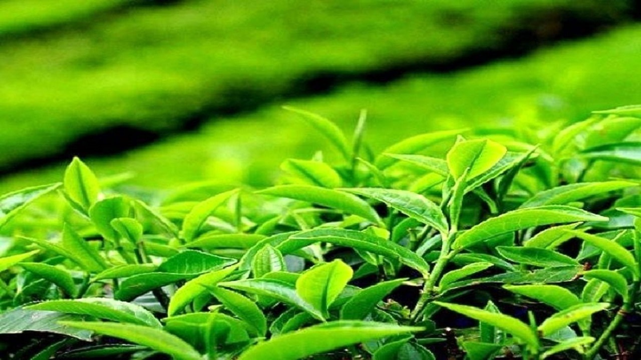 ۷۸ درصد مطالبات چایکاران پرداخت شد