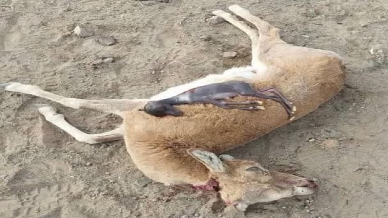 قاتل مادر و نوزاد حیات وحش در شهرستان درمیان به دام افتاد