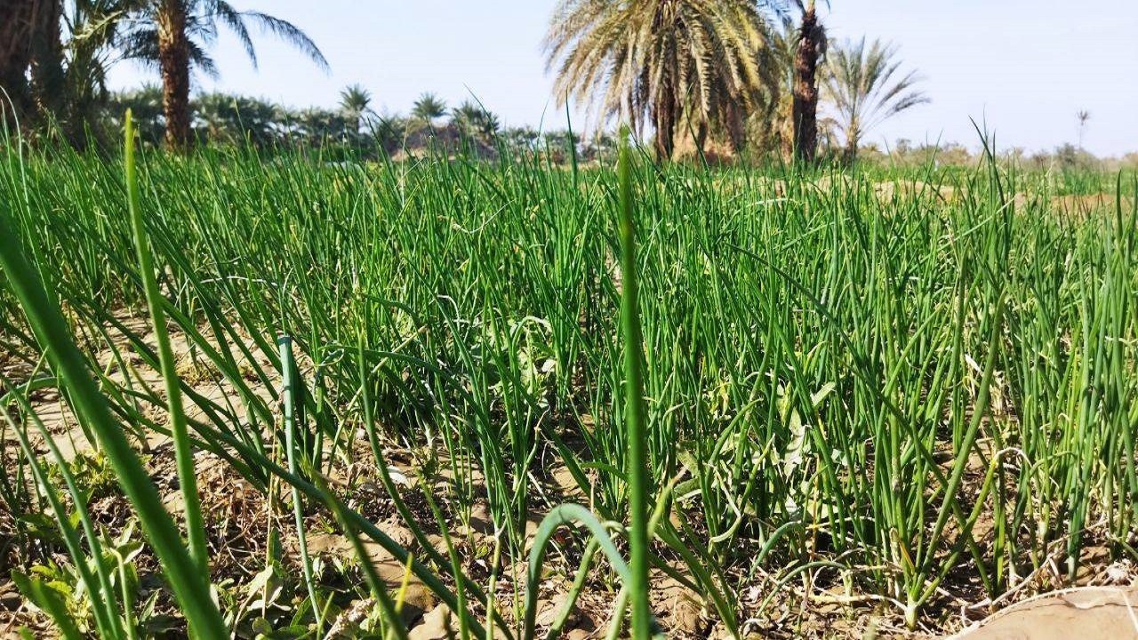 ۶۰ هکتار پیاز در شهرستان بمپور کشت شد