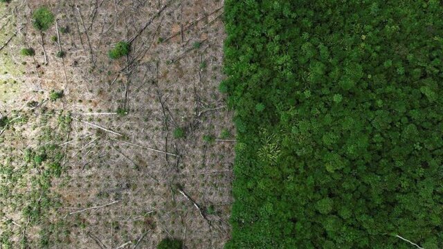 کاهش نرخ جنگل‌زدایی در آمازون