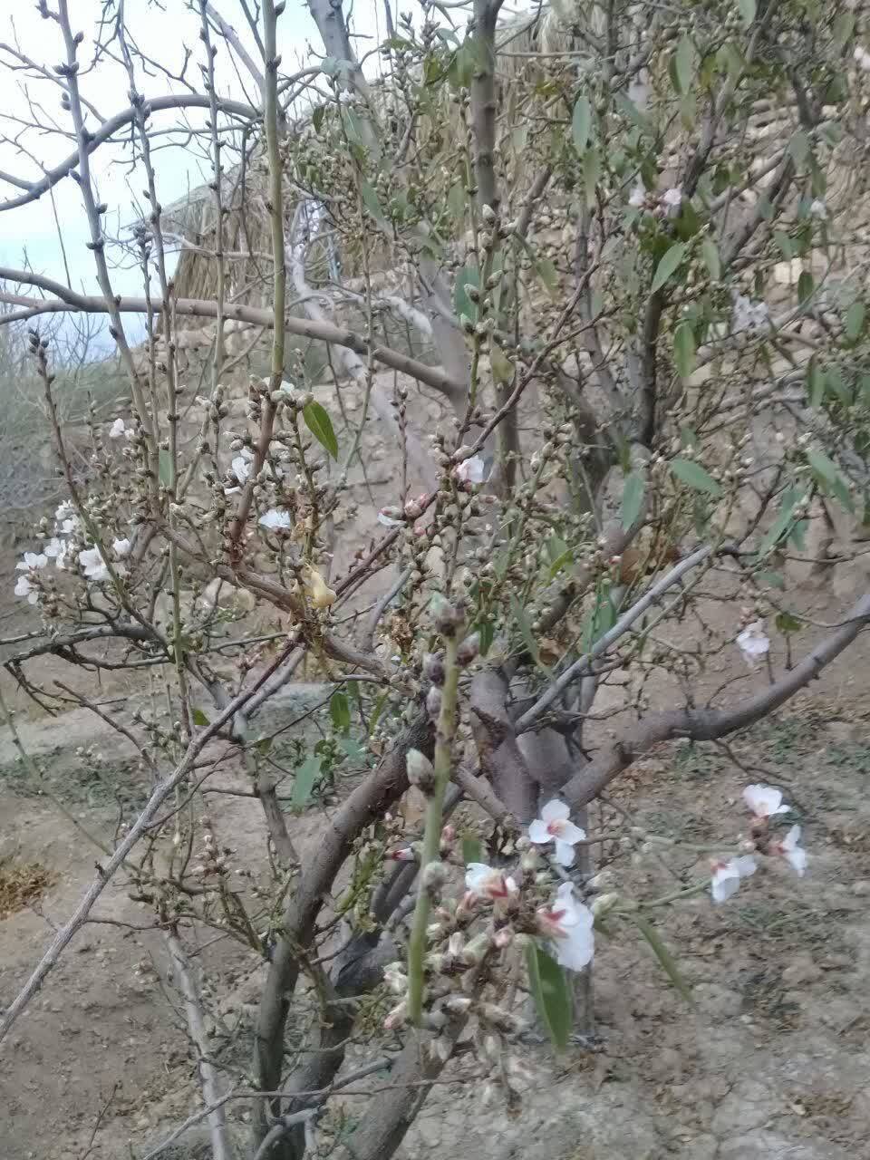 شکوفه زدن درخت بادام در روستای زرند در زمستان