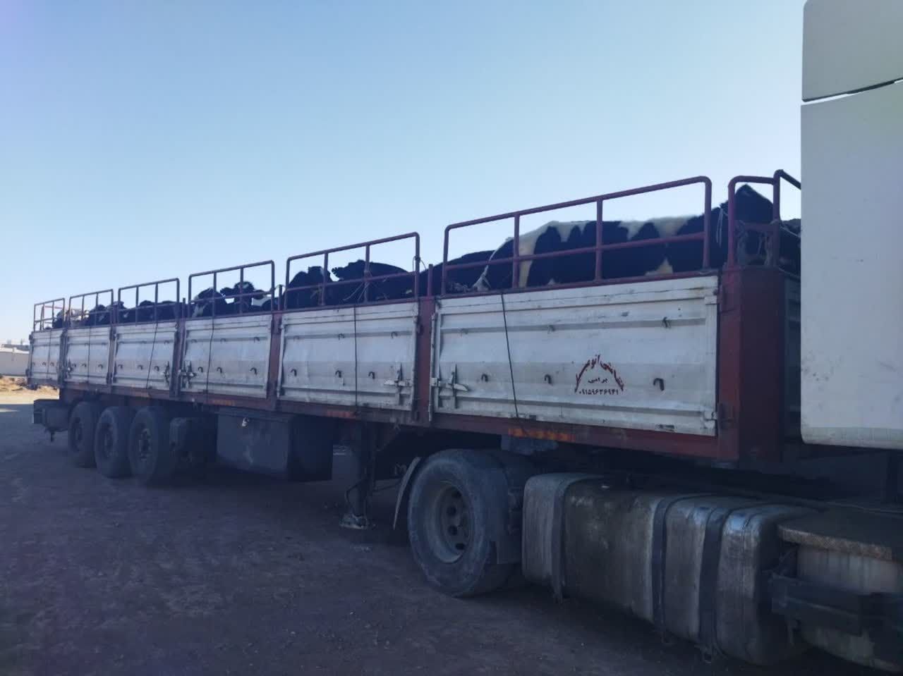 کشف ۴۲ راس دام قاچاق در رفسنجان