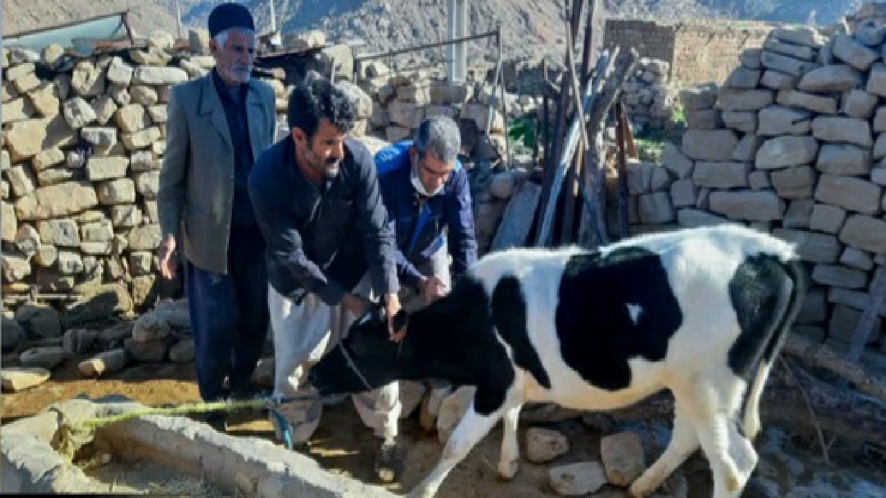 آغاز فاز دوم سراسری واکسیناسیون تب برفکی در دام های سبک و سنگین هفتکل