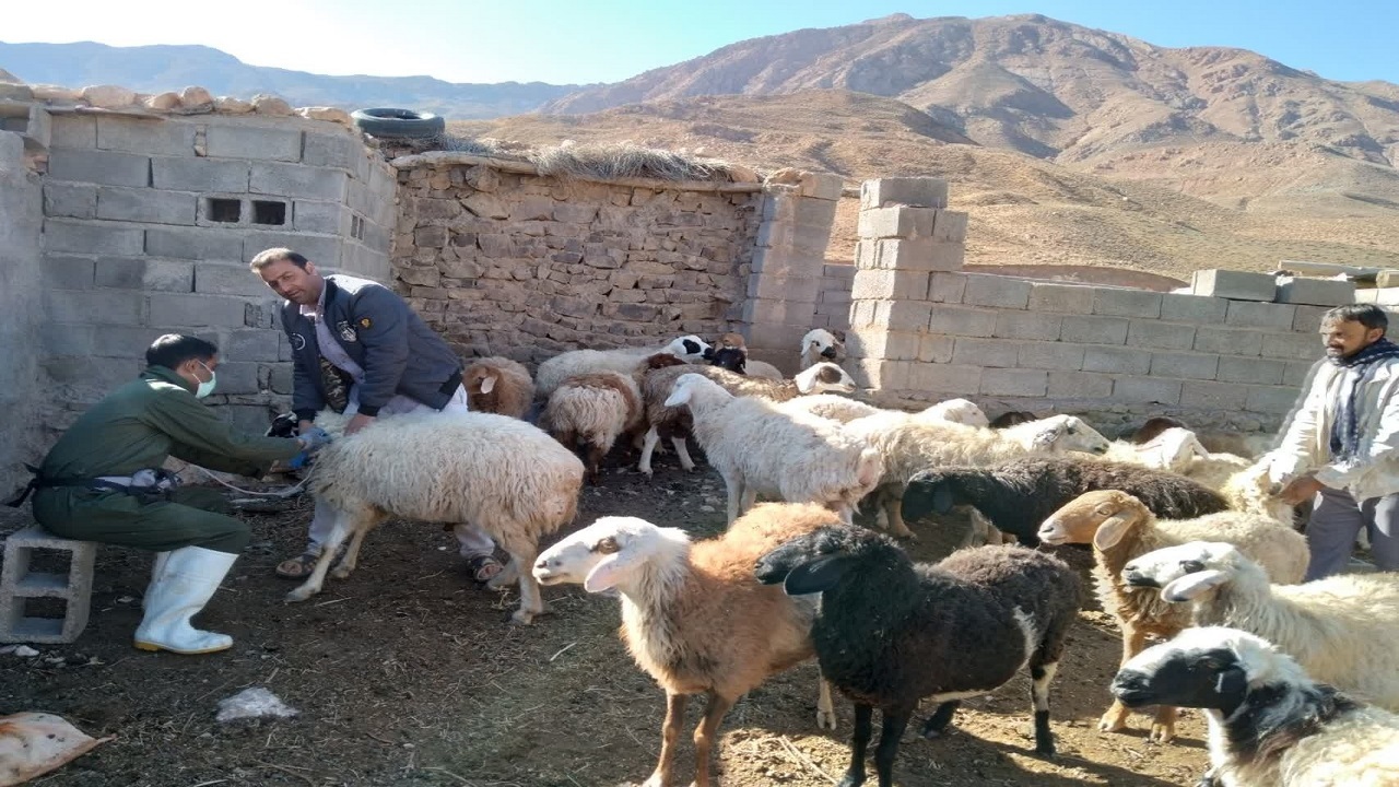 بهره مندی ۳۱ روستای محروم از خدمات دامپزشکی رایگان