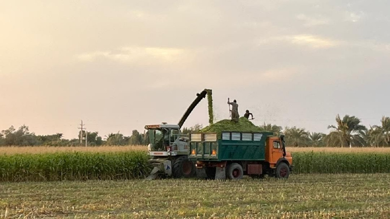 بیش از ۱۰ هزار تن ذرت در خاش برداشت شد