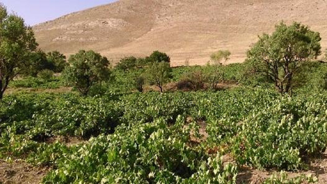 برپایی میز خدمت برای کشاورزان ضیاآباد