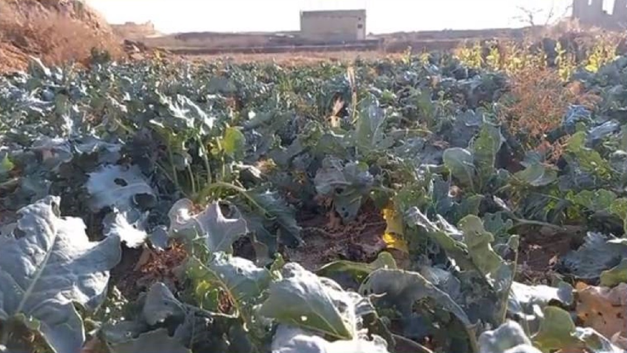 نمایی از طبیعت بهاری حومه آران و بیدگل به وقت زمستان + فیلم