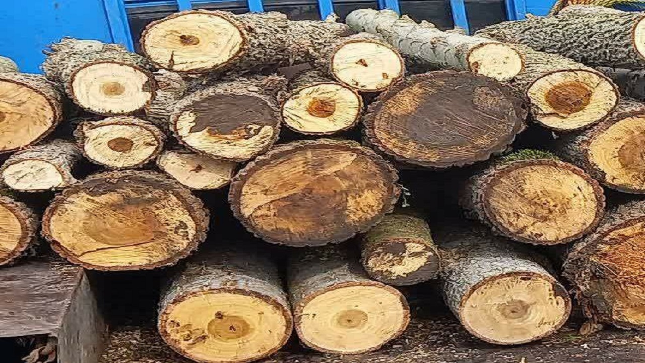 توقیف ۳ دستگاه خودروی حامل چوب قاچاق در ماسال