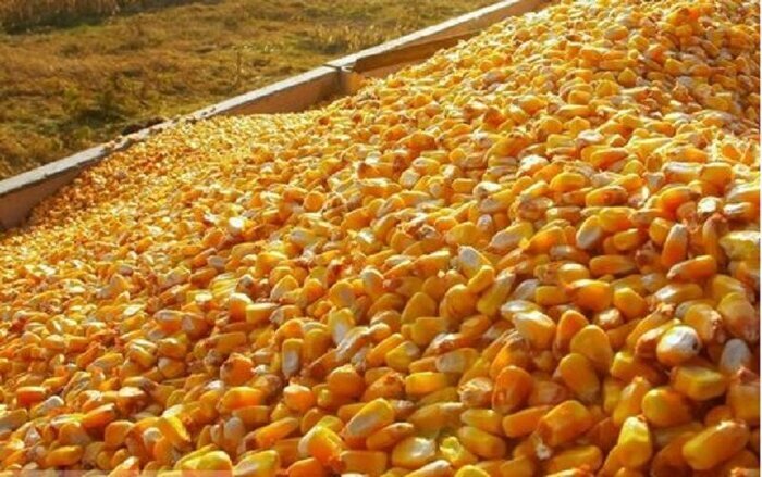 کشف پنج  هزار تن ذرت قاچاق در البرز