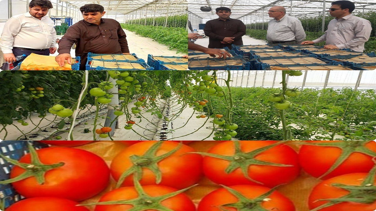 اولین گلخانه هوشمند سیستان وبلوچستان به تولیدرسید