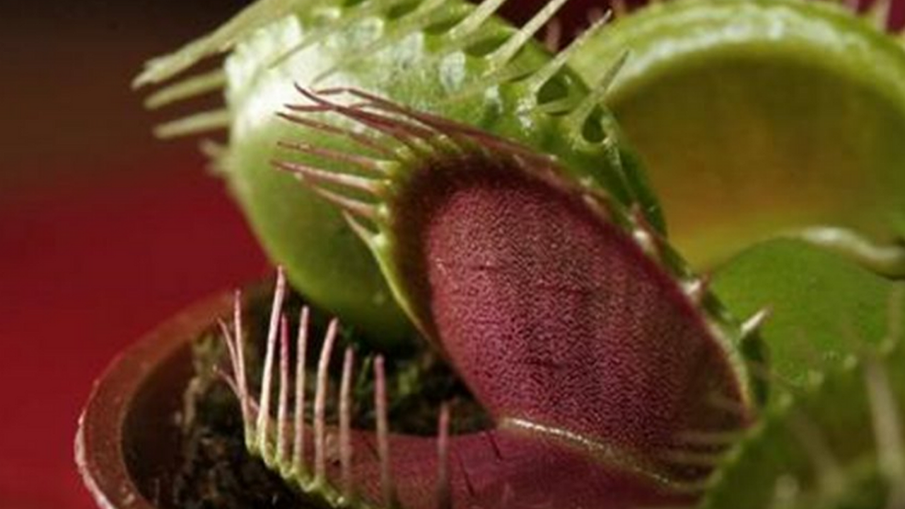 شکار مارمولک توسط گیاه گوشتخوار + فیلم