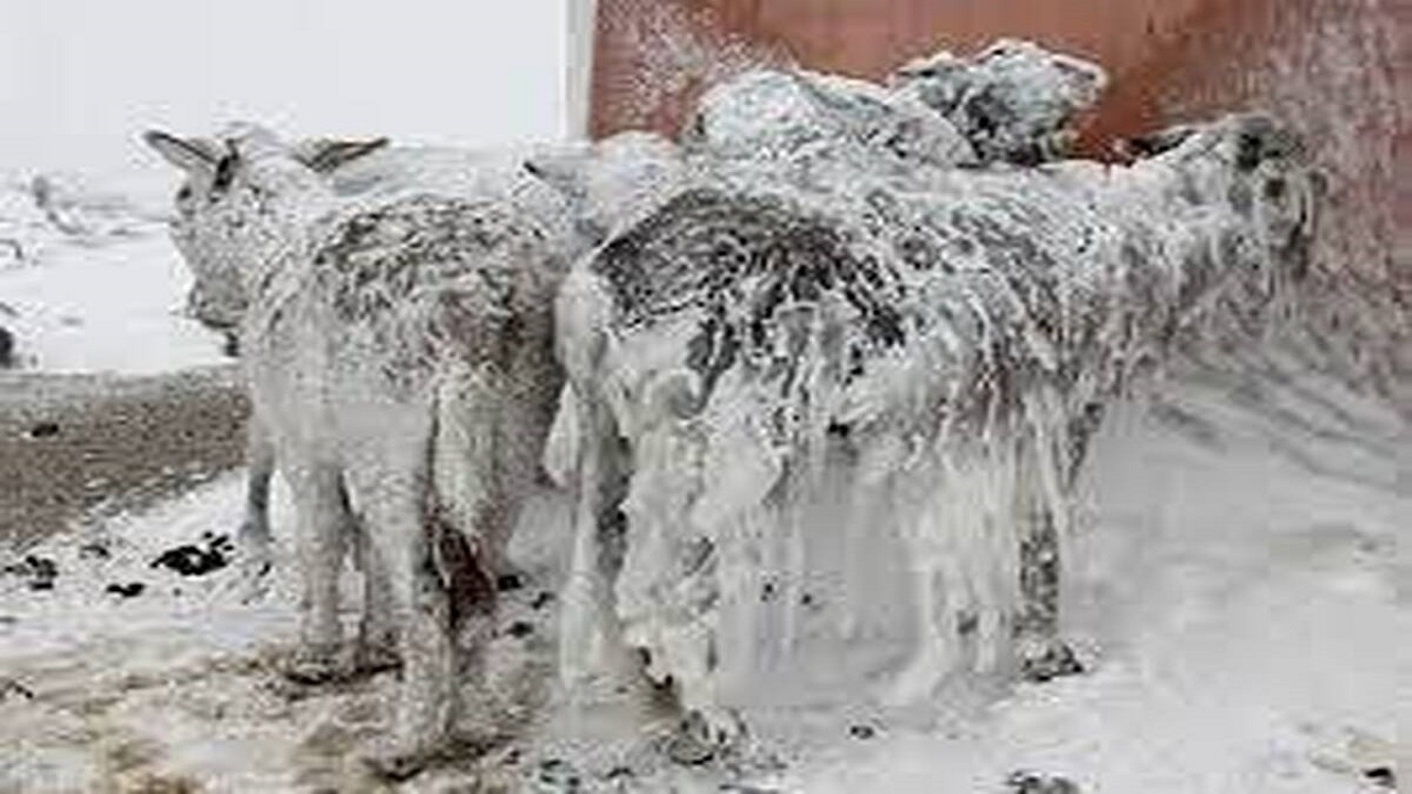 یخ زدن حیوانات در سرمای منفی ۵۲ درجه شمال نروژ + فیلم