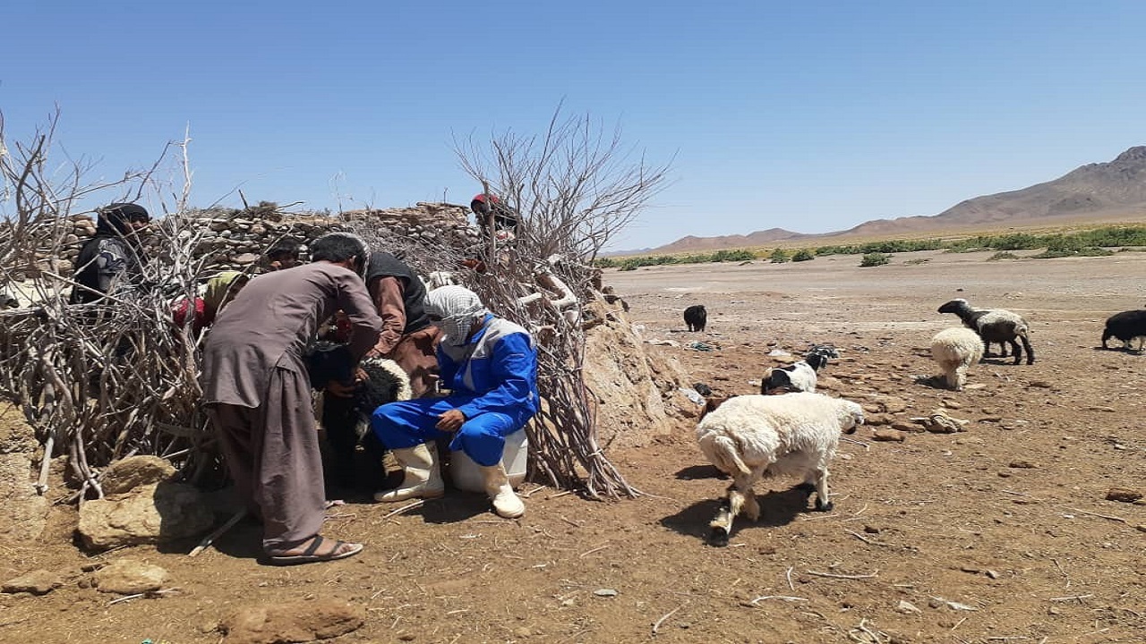 واکسیناسیون ۱۱۰ هزار راس دام سبک در مناطق مرزی نهبندان