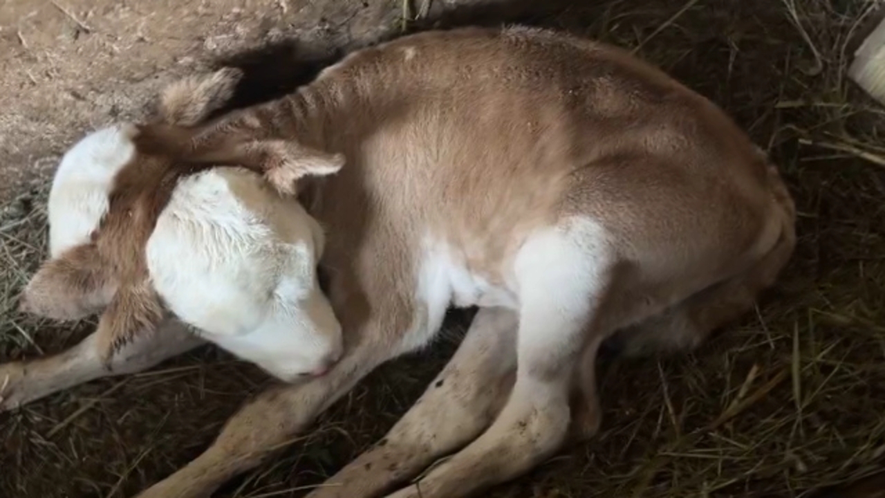 تولد یک گوساله با دو سر در گرجستان + فیلم