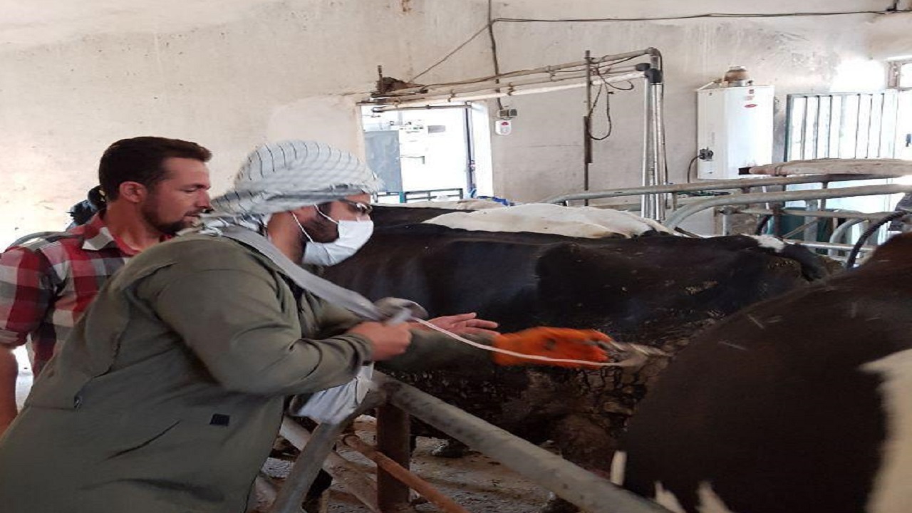 بیش از ۳ هزار رأس دام سنگین در طبس واکسینه شدند