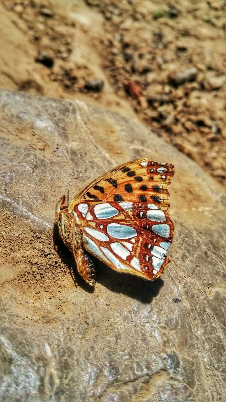 گردش پروانه در طبیعت