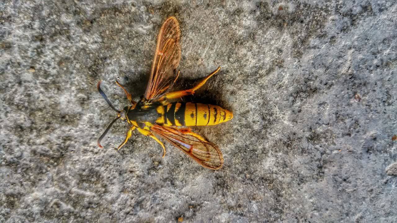 زنبور در طبیعت