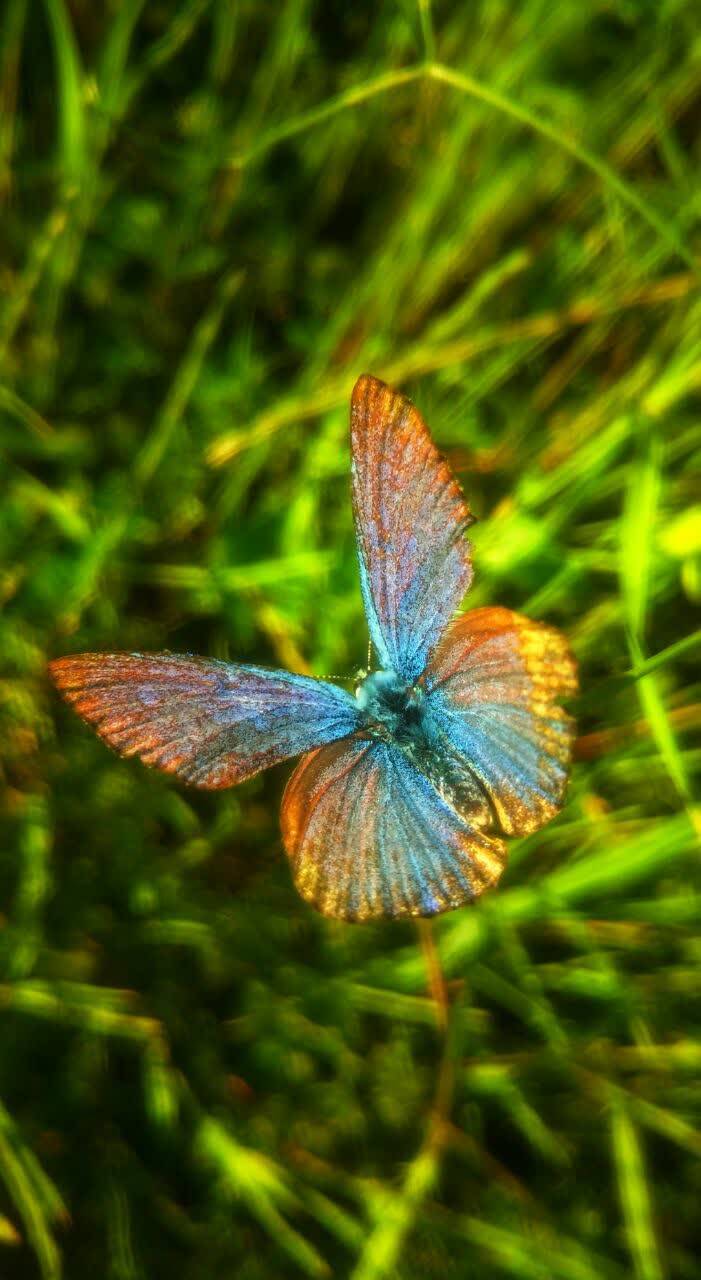 پروانه رنگارنگ