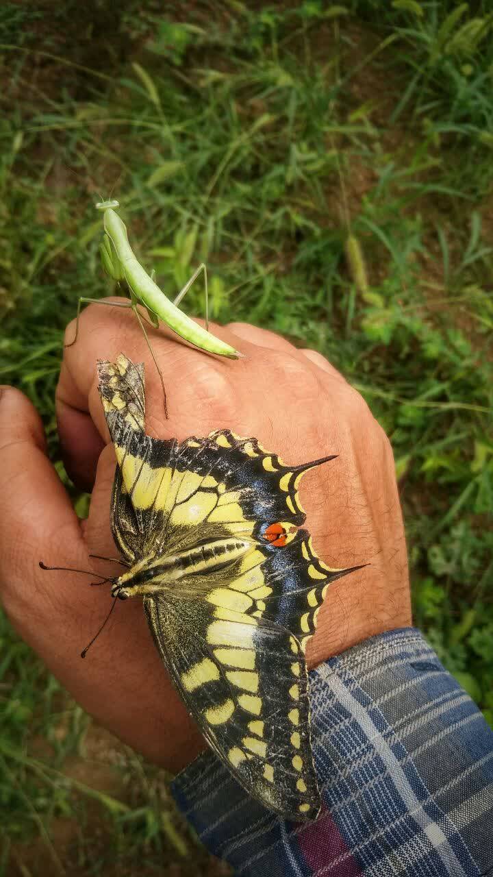 پروانه زیبای رنگارنگ