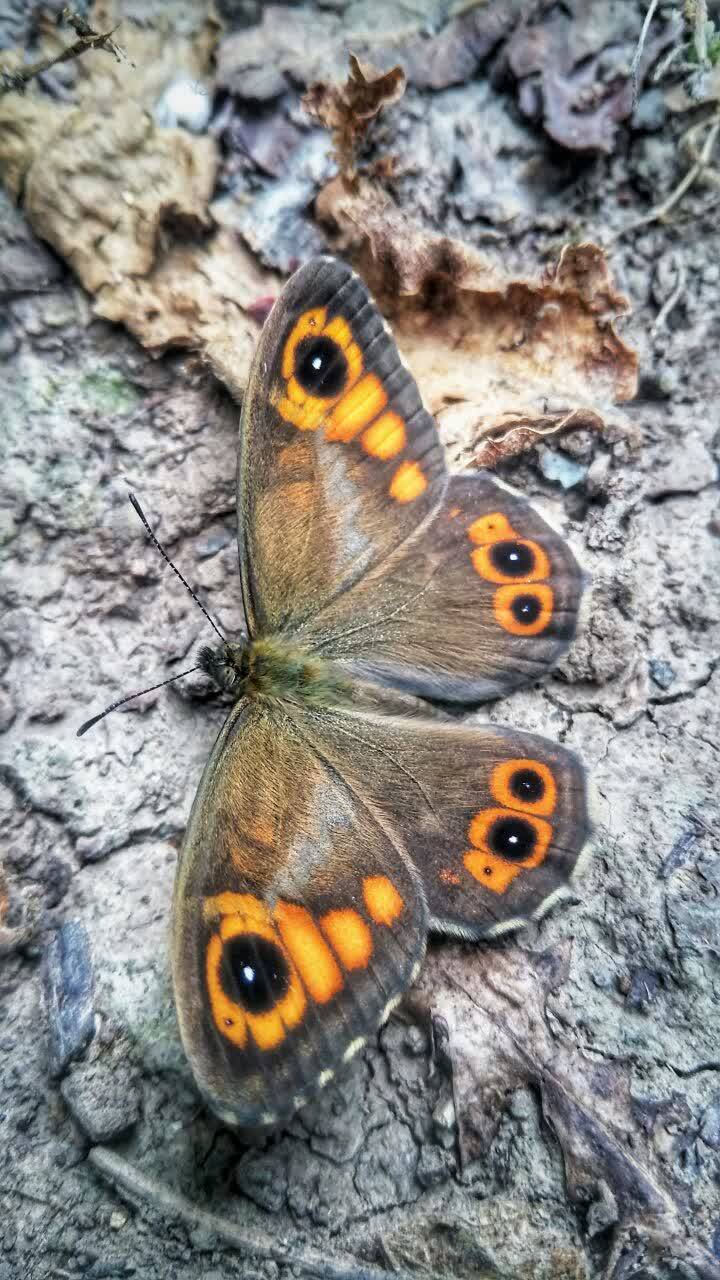 پروانه زیبای رنگارنگ
