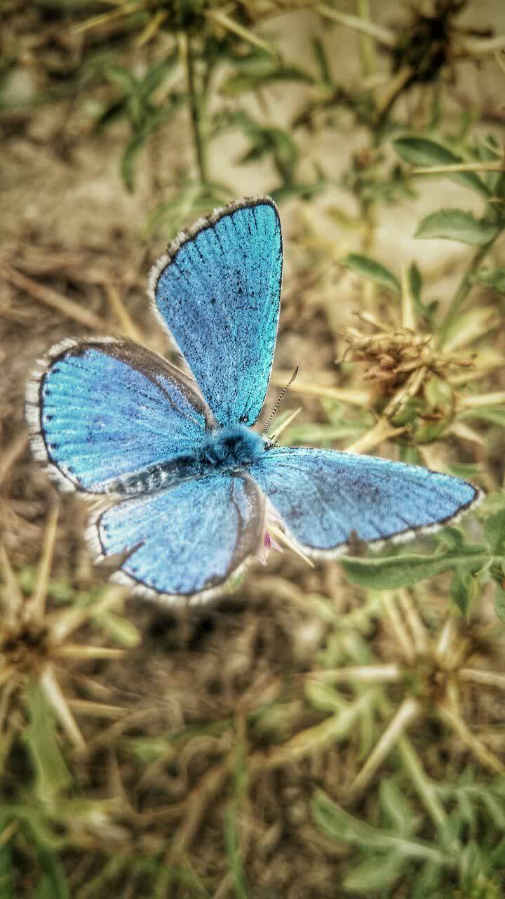 پروانه آبی در طبیعت