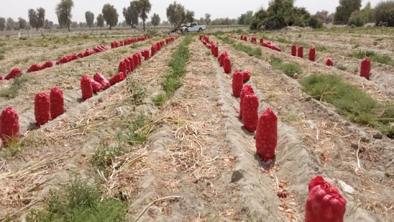 برداشت پیاز از مزارع پیشین سیستان و بلوچستان آغاز شد