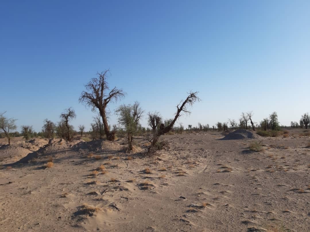 درخت کهور
