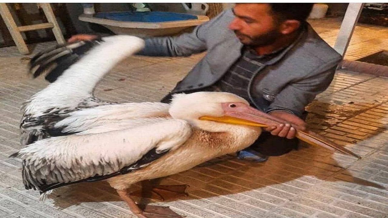 تحویل یک بال پرنده پلیکان به محیط زیست شهرستان ترکمن