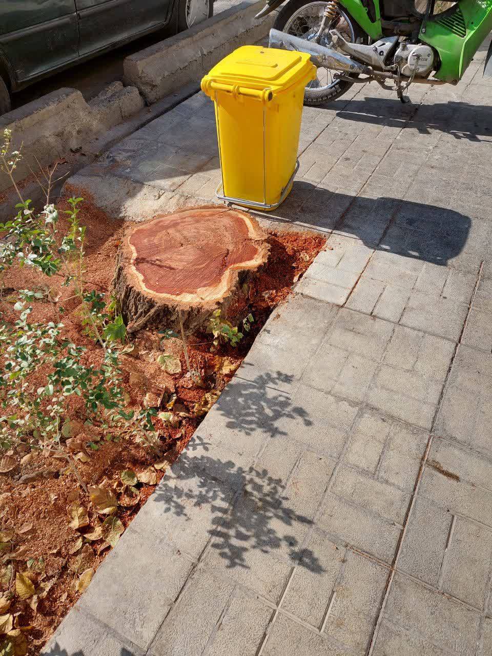 قطع درختان در معابر