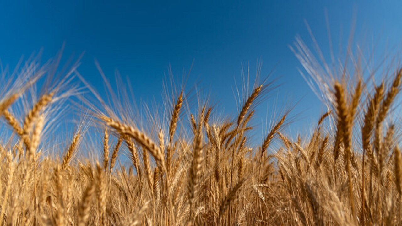 اصلاح قیمت خرید تضمینی گندم