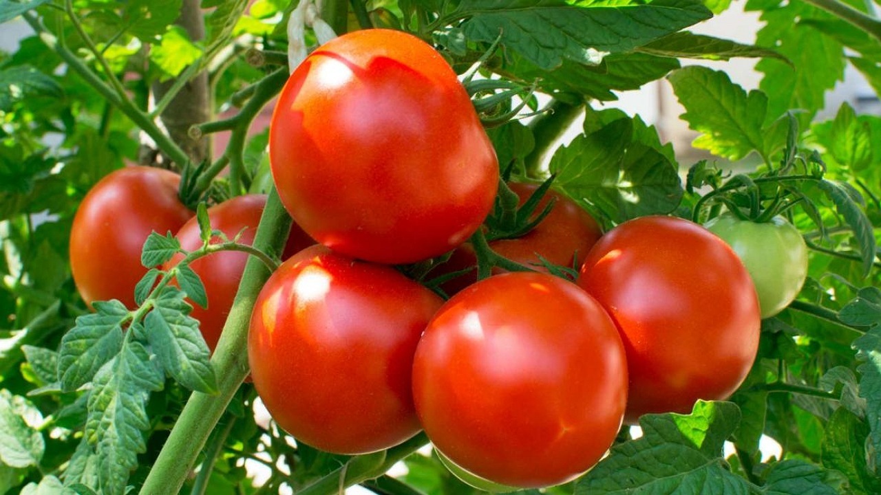 مصرف گوجه فرنگی باعث غلظت خون می‌شود + فیلم