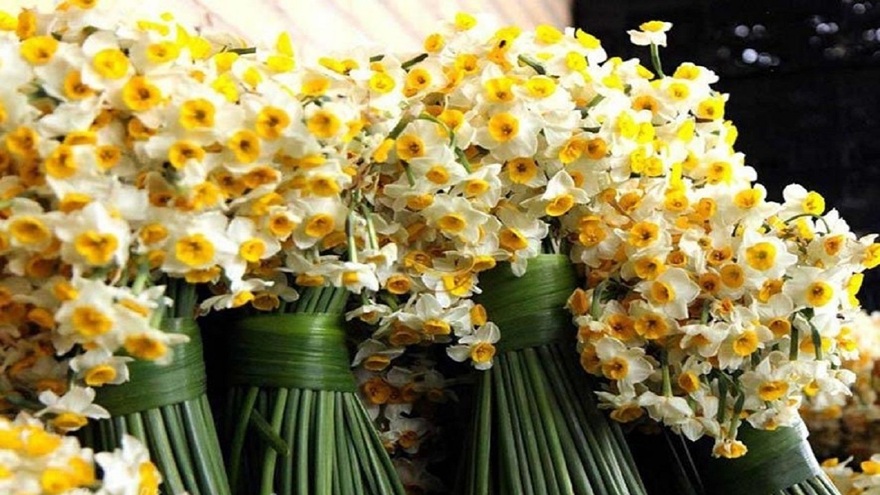 جشنواره گل نرگس سمنان برگزار شد