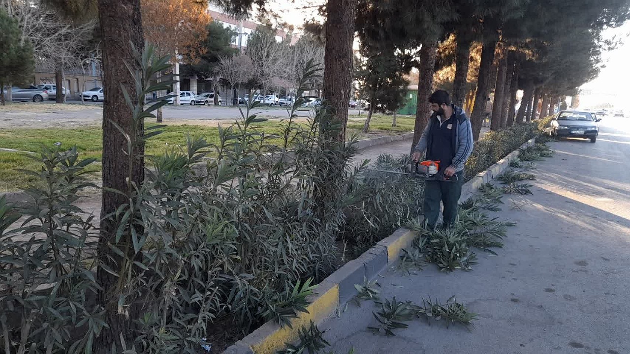 هرس زمستانه درختان شهر کرمان