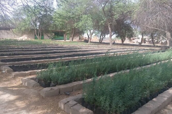 توزیع ۳۷۰ هزار اصله نهال در ایلام