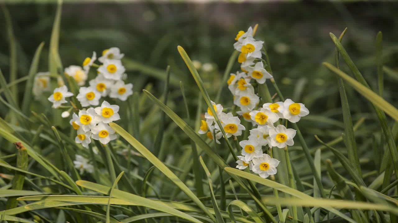 برگزاری پنجمین جشنواره گل نرگس در شهرستان خفر