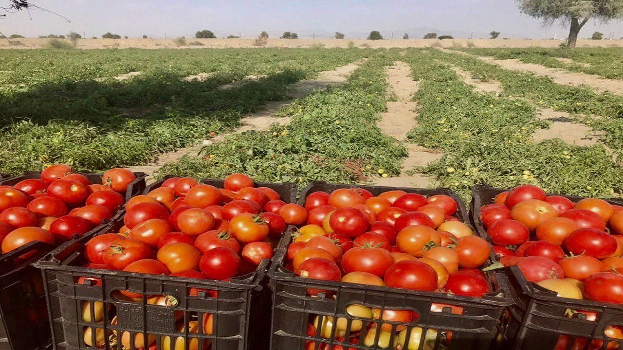 گوجه فرنگی مزارع زرآباد سیستان وبلوچستان راهی بازار شد