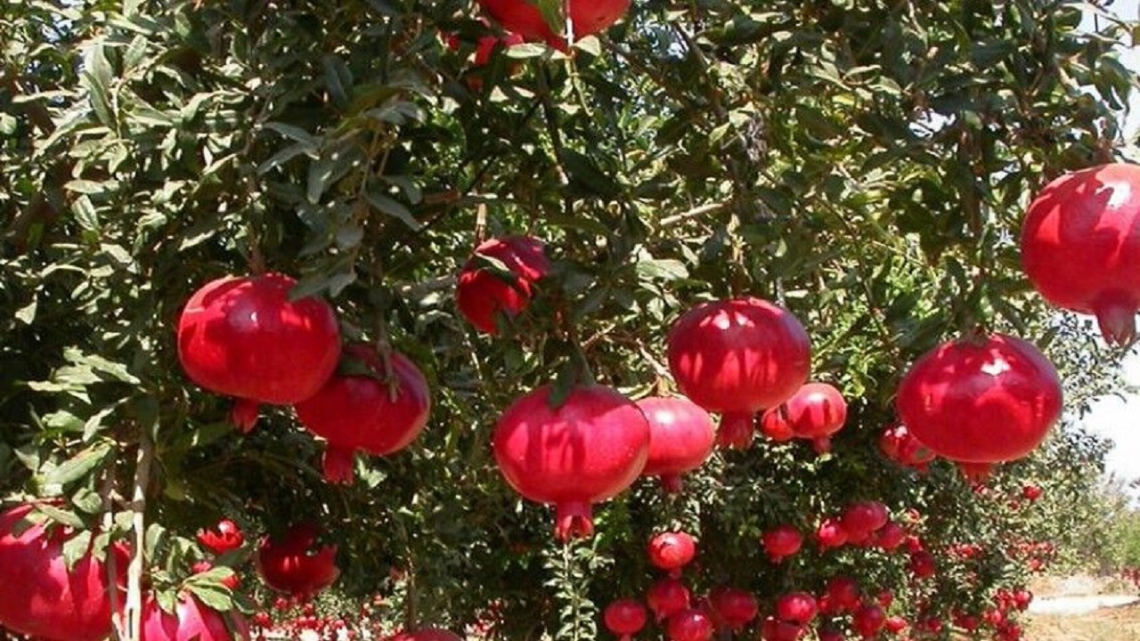 برداشت سالانه  ۲۳ هزار و ۸۴۲ تن انار در سیستان و بلوچستان
