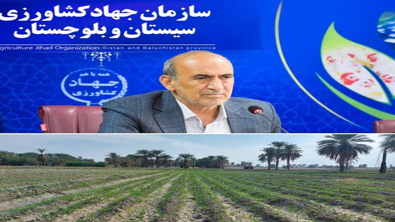 سطح زیر کشت گندم در سیستان و بلوچستان از مرز ۳۳ هزار هکتار گذشت