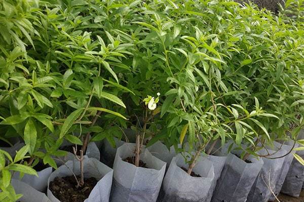 هر مدرسه یک نهالستان در طرح شهید مرادی