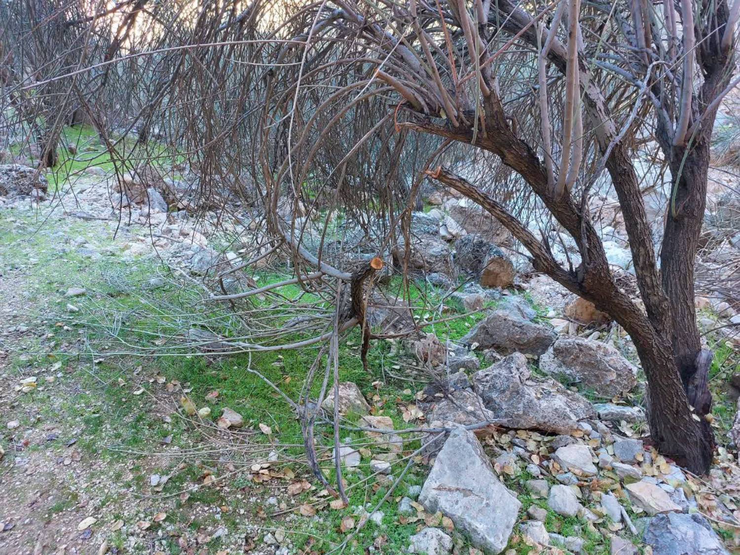 قطعی درختان در روستای الیف