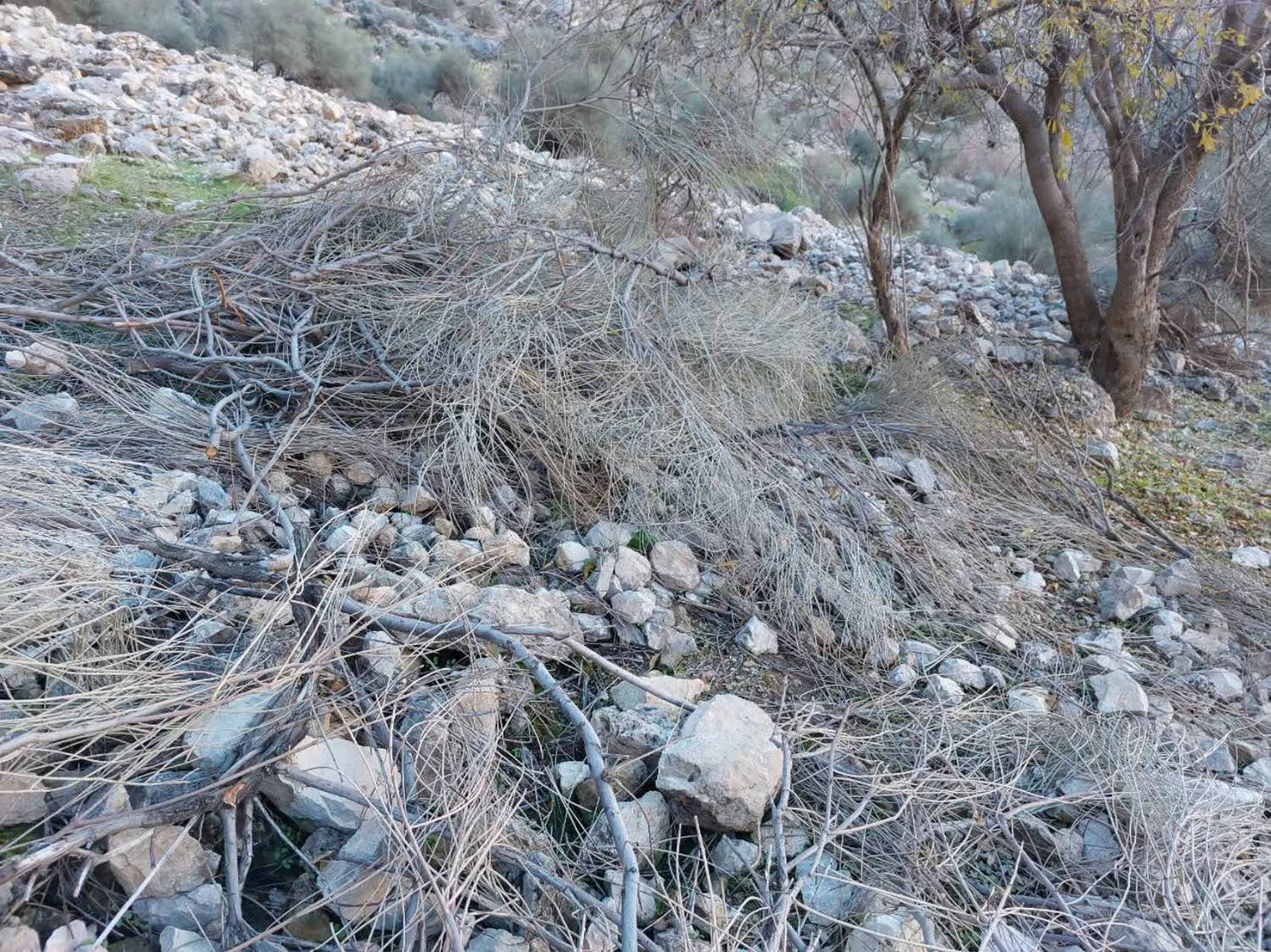 نگاهی به قطع درختان در روستای الیف