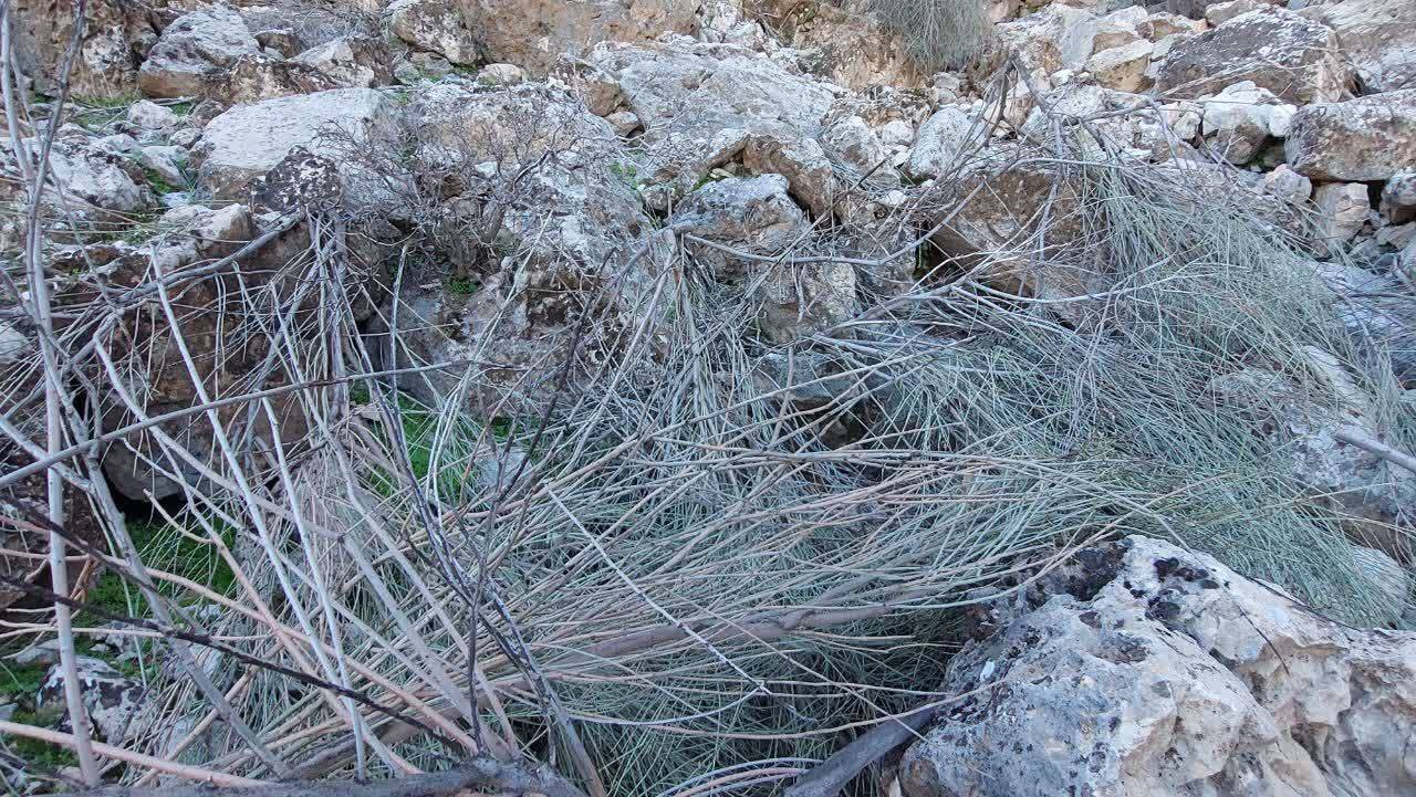 قطع شدن درختان در روستای الیف