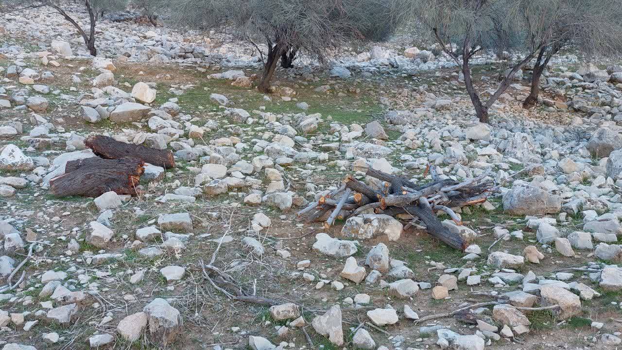 قطع شدن درختان