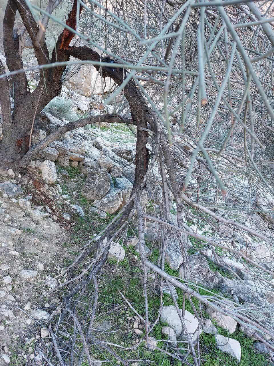 قطعی درختان در روستای الیف